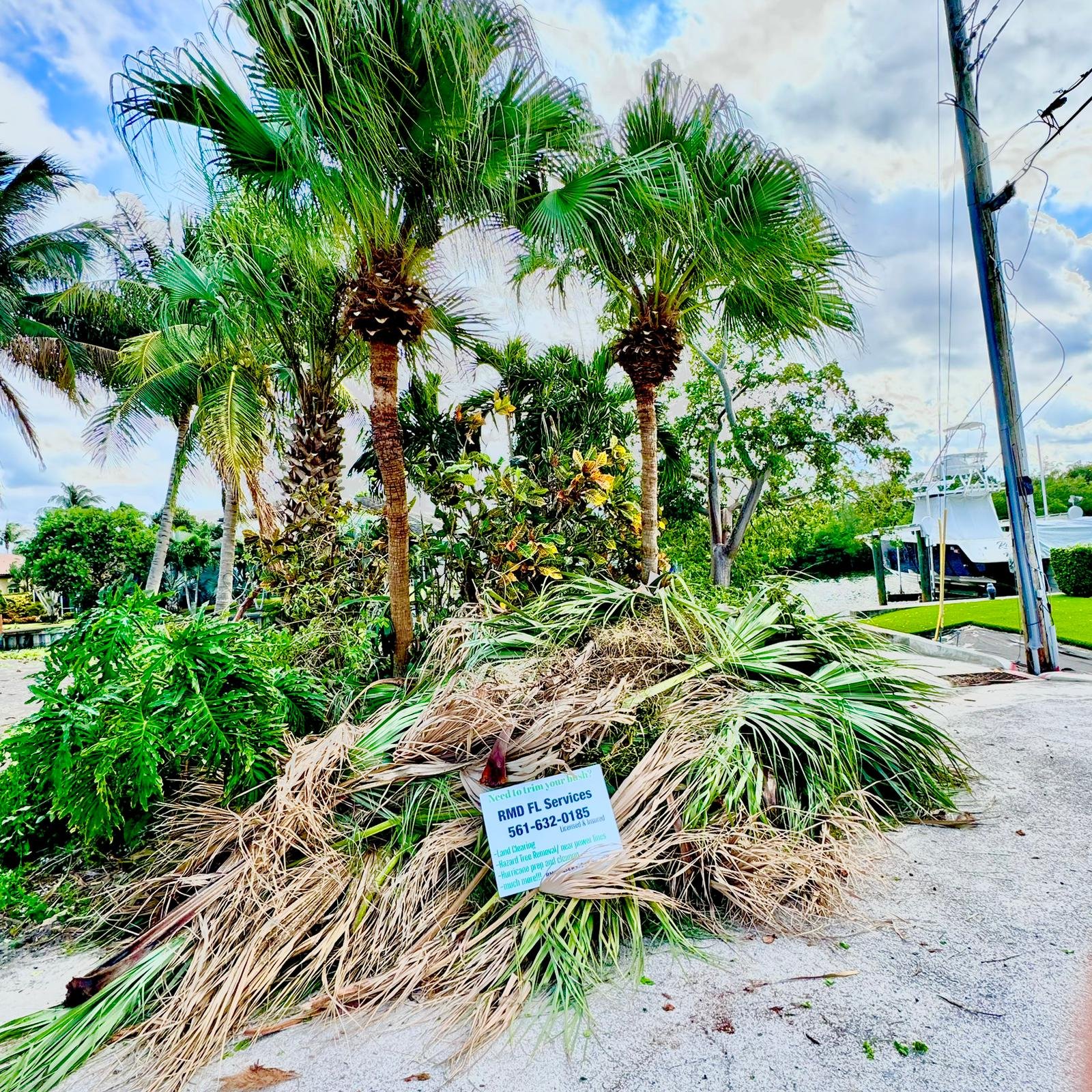 Tree removal service in Palm Beach - professional tree cutting and removal.