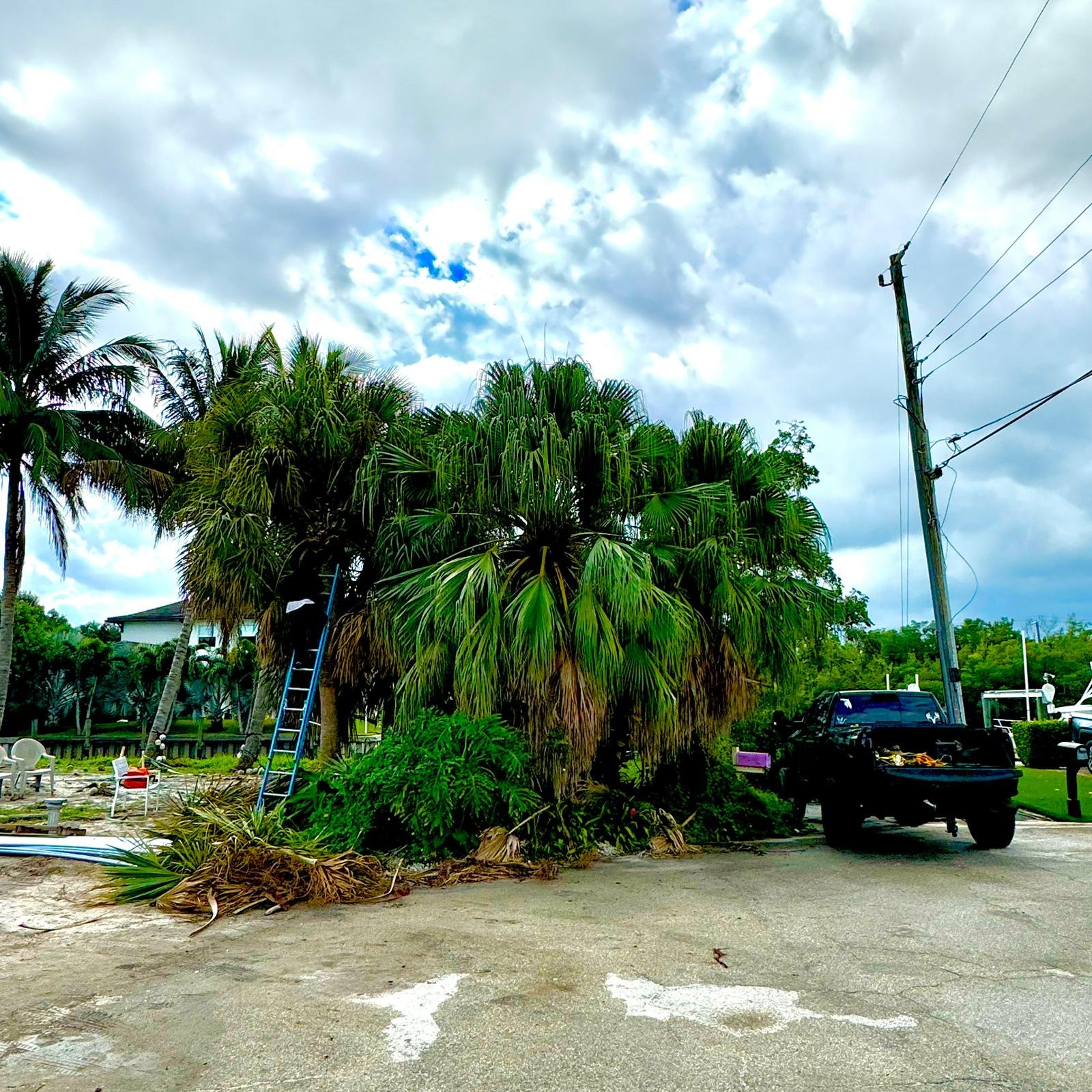 Tree removal service in Palm Beach - professional tree cutting and removal.